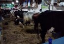 Uma quinta-feira (04) de grande movimentação na sede do Sindicato Rural de Além Paraíba com o inicio das ordenhas do concurso leiteiro