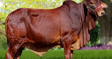 Melhoramento Genético do Gado Sindi: Qual o maior desafio na seleção PO?